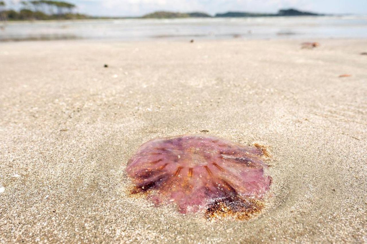 What to do if you are stung by a jellyfish? Donât pee on the sting