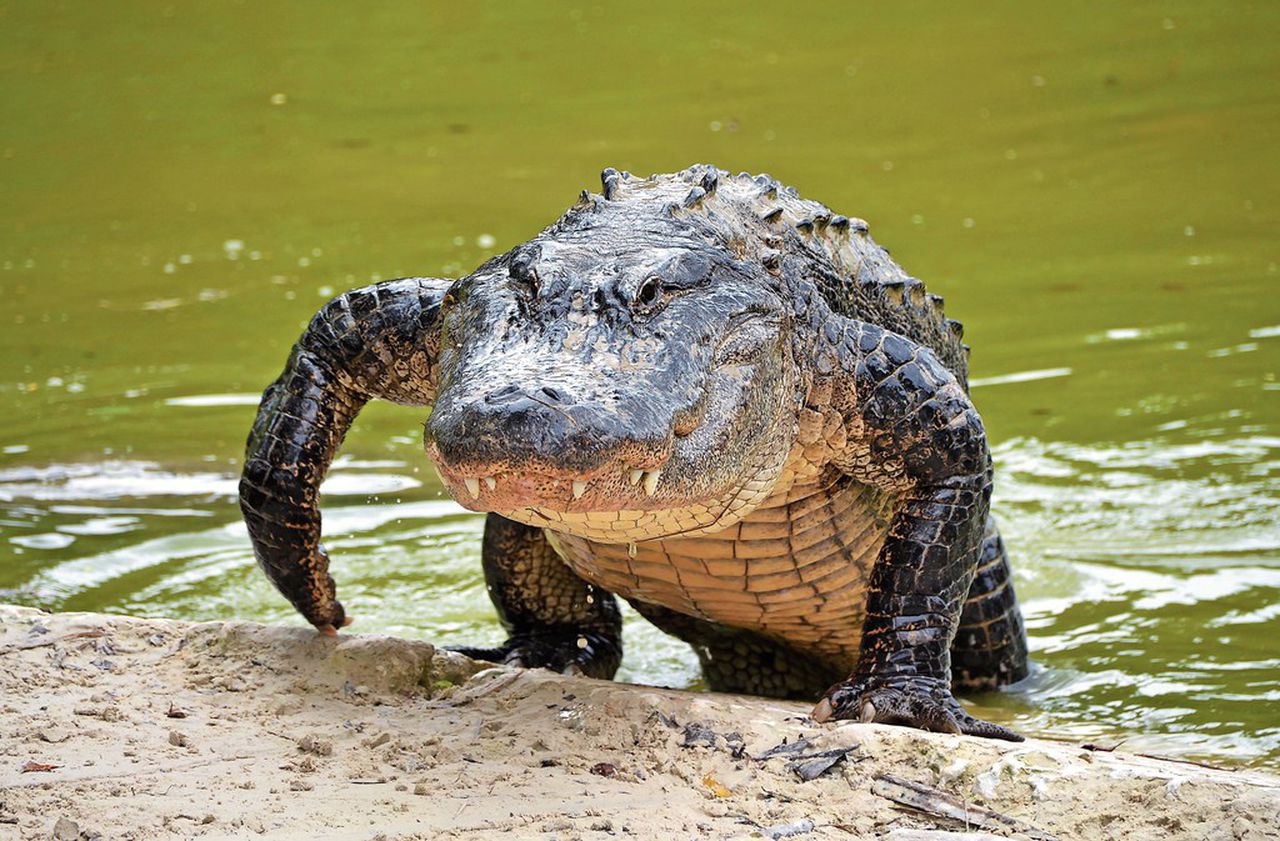 When it comes to alligator neighbors, donât try to blame things on global warming