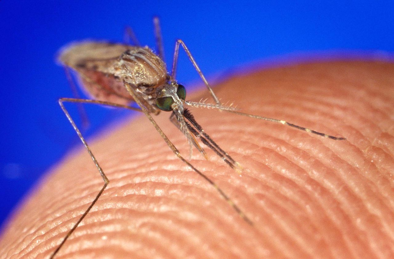 2 rare cases of mosquito-borne virus, 1 death reported in Baldwin County