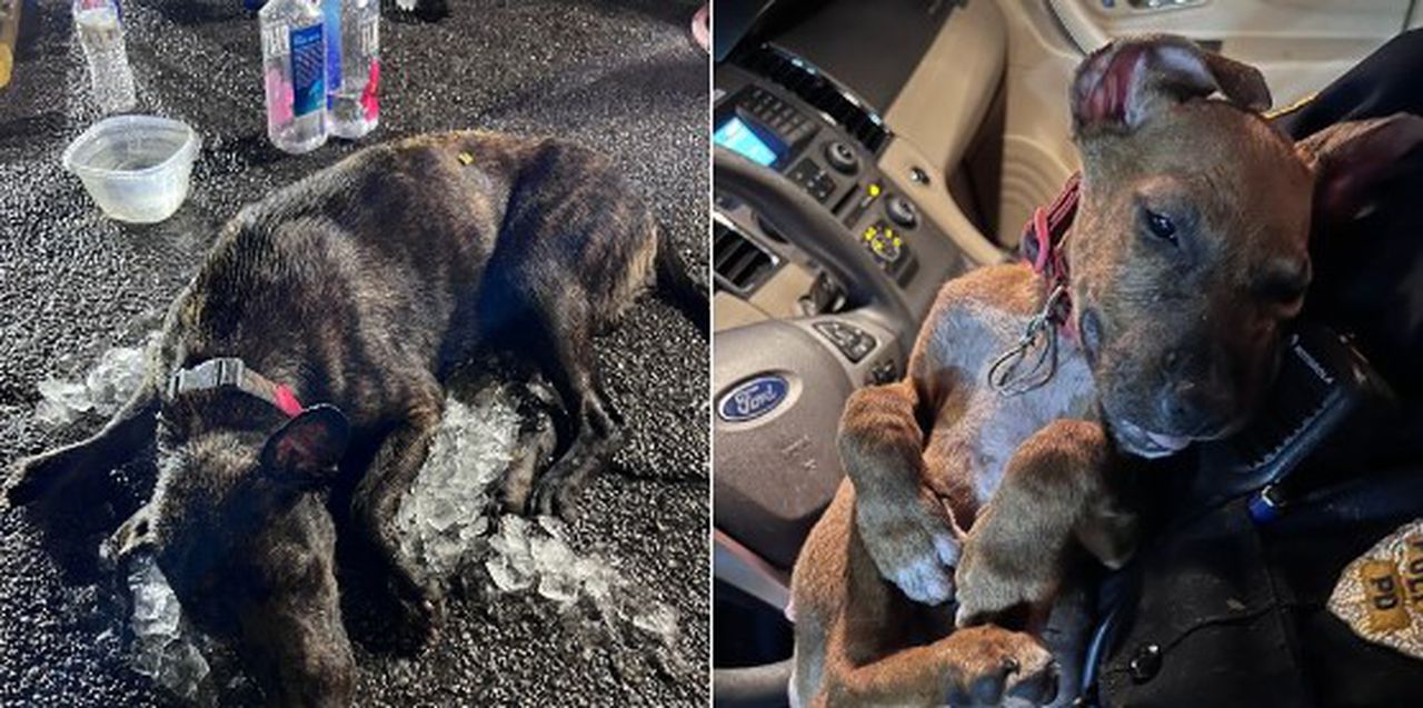 3 dogs left in hot car in Birmingham die despite late night rescue effort: âIt was heartbreakingâ