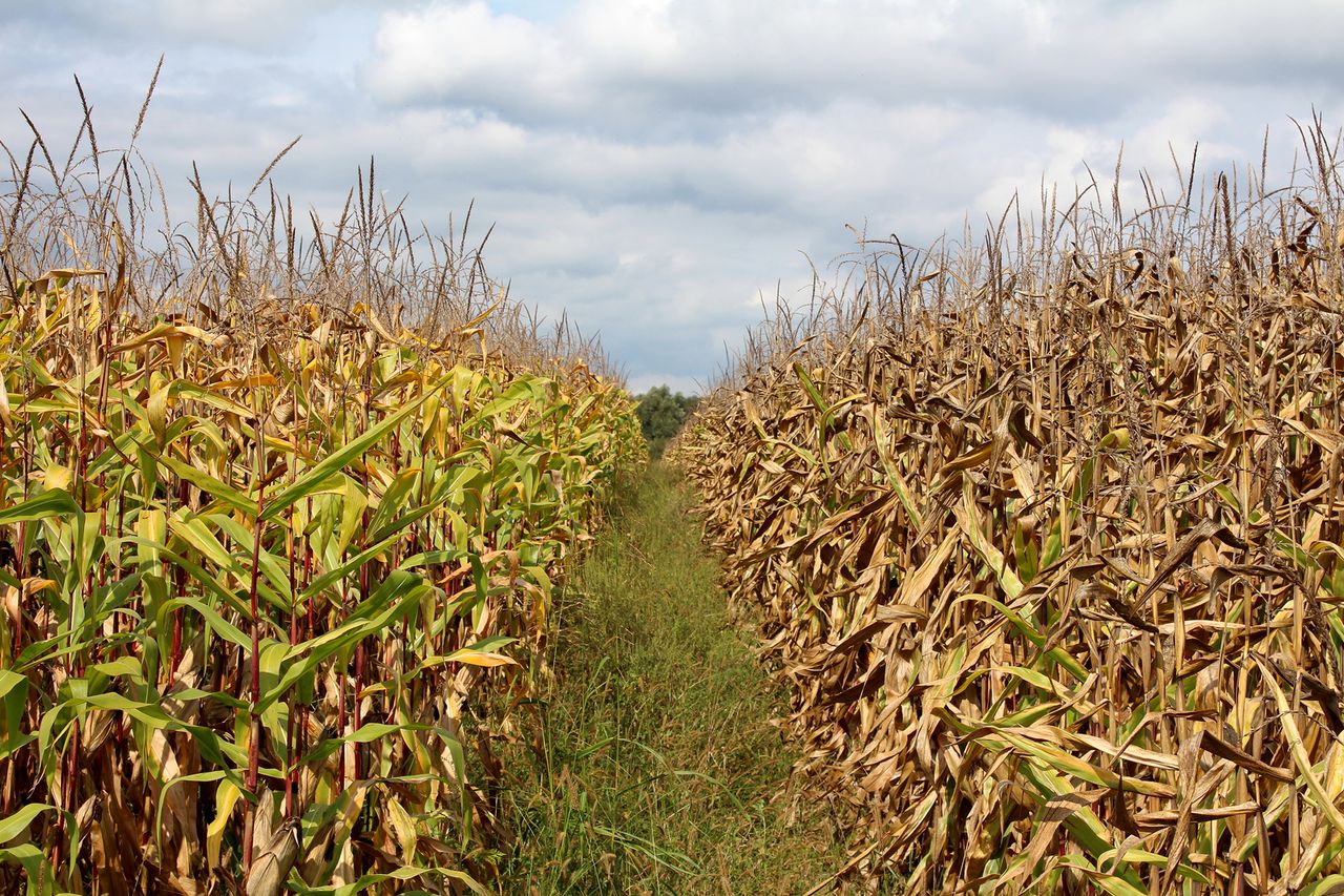 3 Florida hog hunters die saving dog from cistern in Texas cornfield