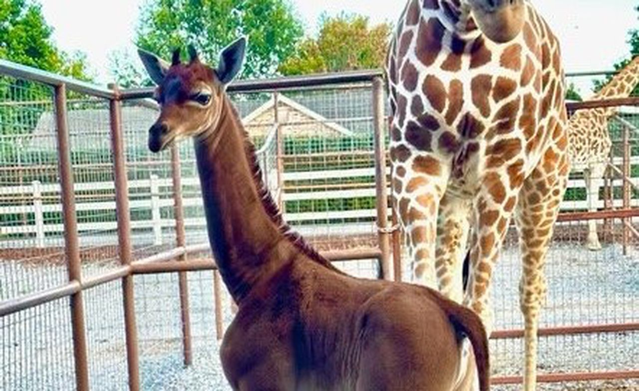 âWorldâs Rarest Giraffeâ born in Tennessee zoo: You can help name her