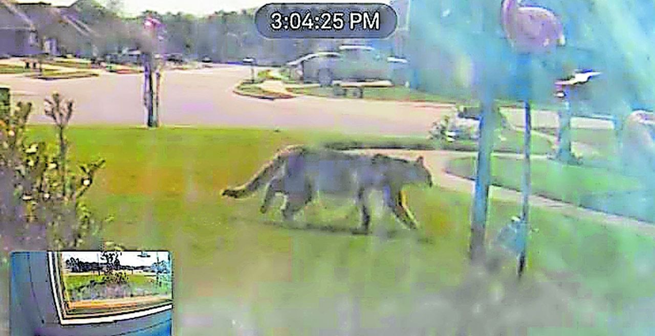 Are mountain lions roaming the woods of Alabama?