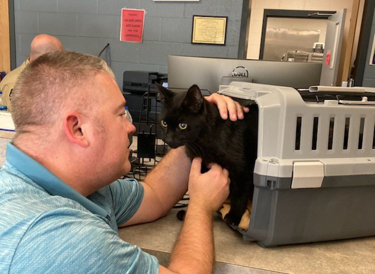 Cat adopted in Alabama reunited with owner 7 years after vanishing in a storm in Texas