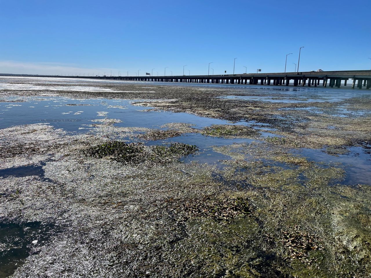 Coastal Alabama waters see an uptick in bacteria levels