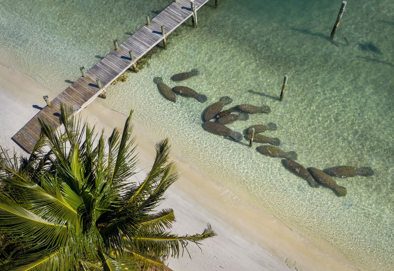 Creatures are piling on beaches for awkward reason, Florida cops say. âDonât call usâ