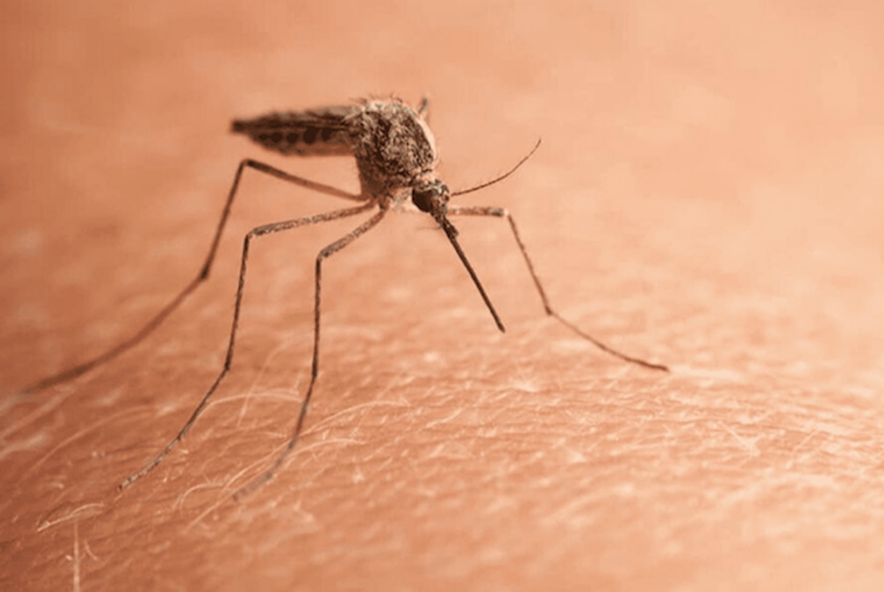 Eastern Equine Encephalitis, mosquito-borne virus that killed Alabama girl, found in another state