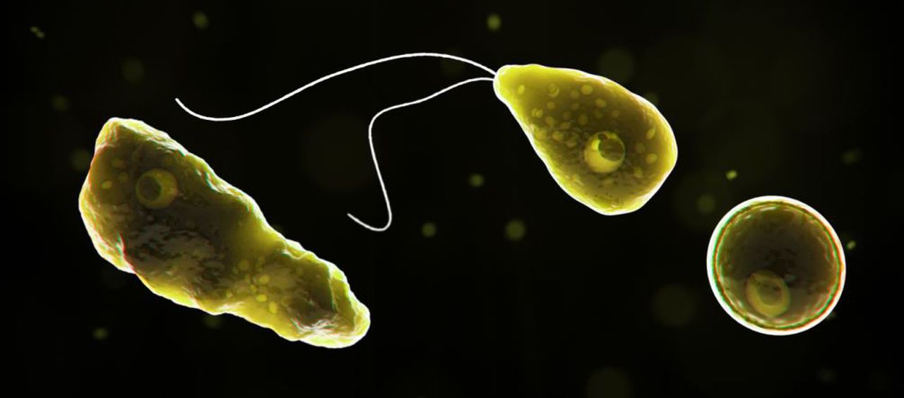 Georgia resident dies from rare brain-eating amoeba