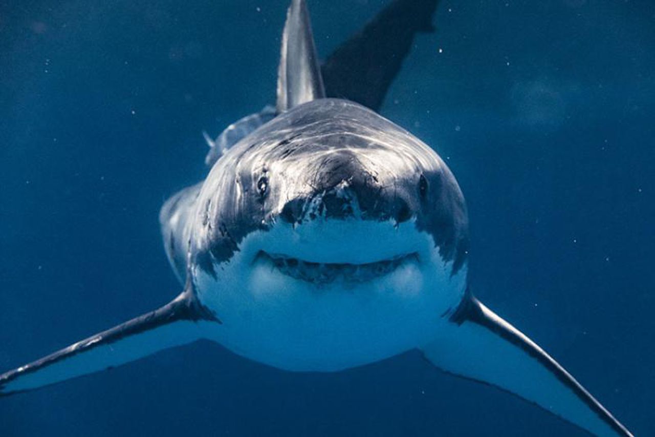 Great white sharks have best friends? Some âseem to be buddies,â researcher says