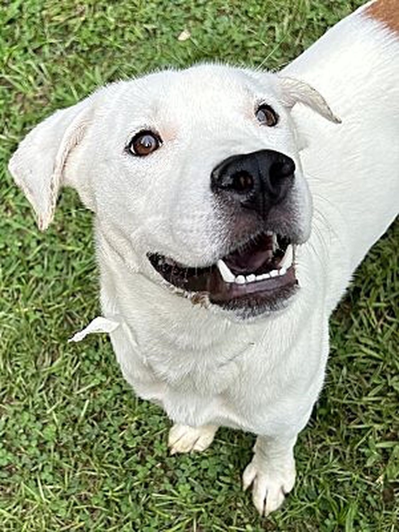 Greater Birmingham Humane Society hoping to âClear the Shelterâ with adoption event