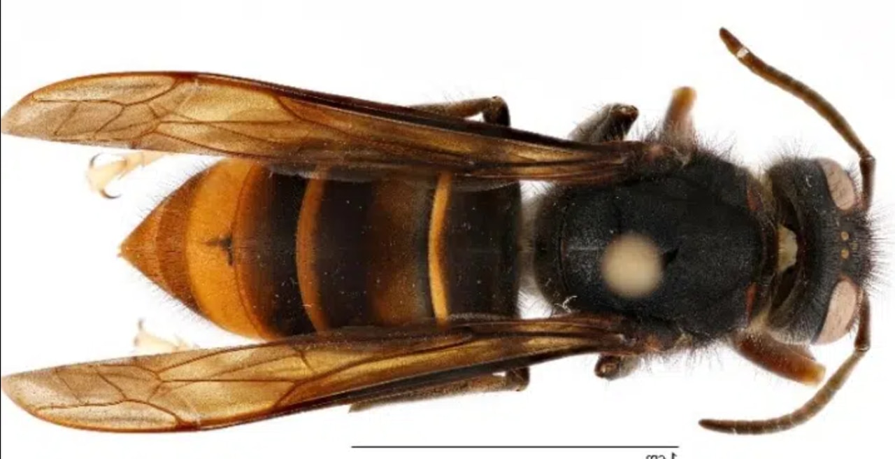 Honeybee-eating âmurder hornetâ cousin never before seen in US appears in Georgia