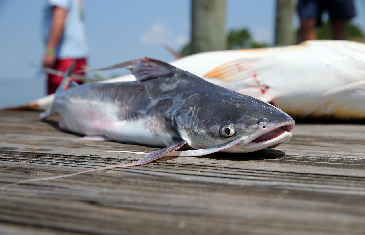 How a bad day fishing inspired an Alabama chefâs national cook-off win