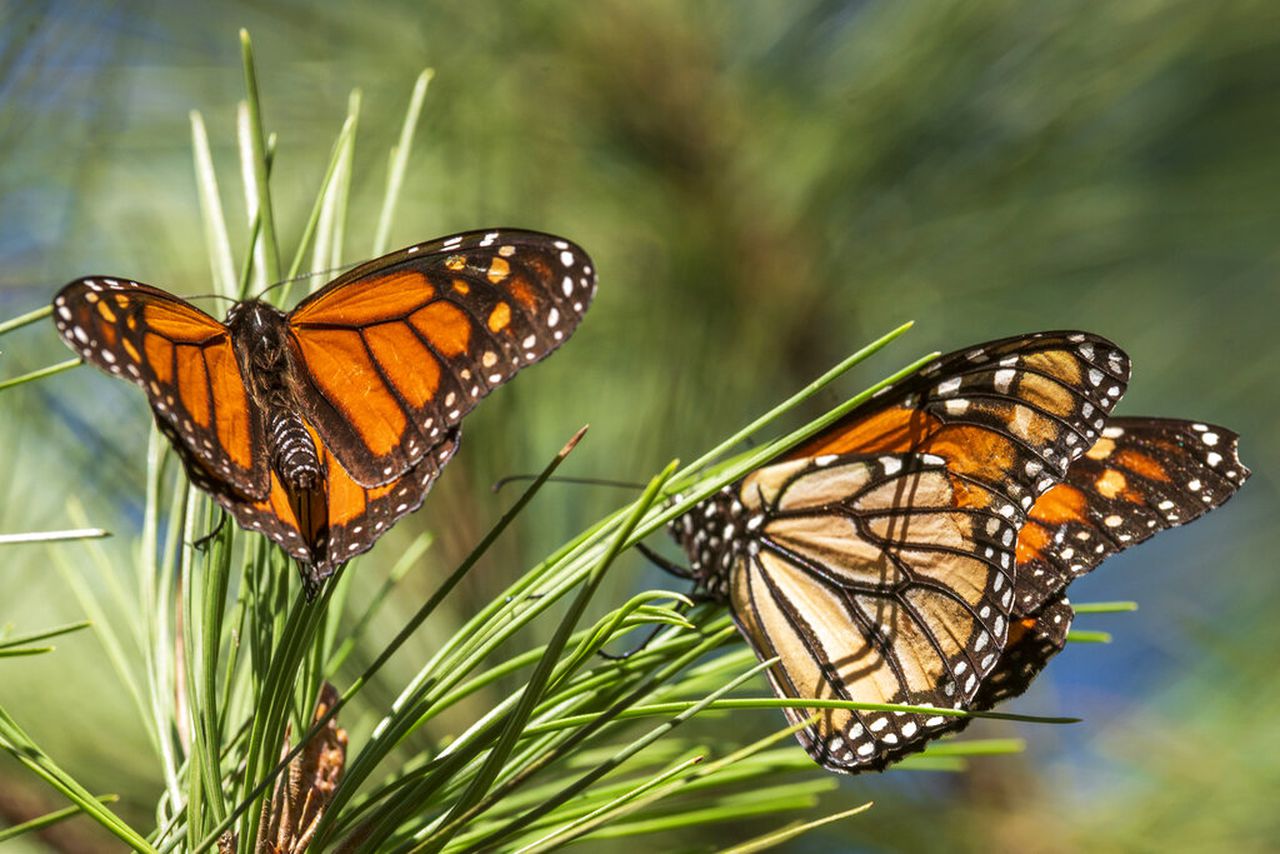 Monarch butterflies