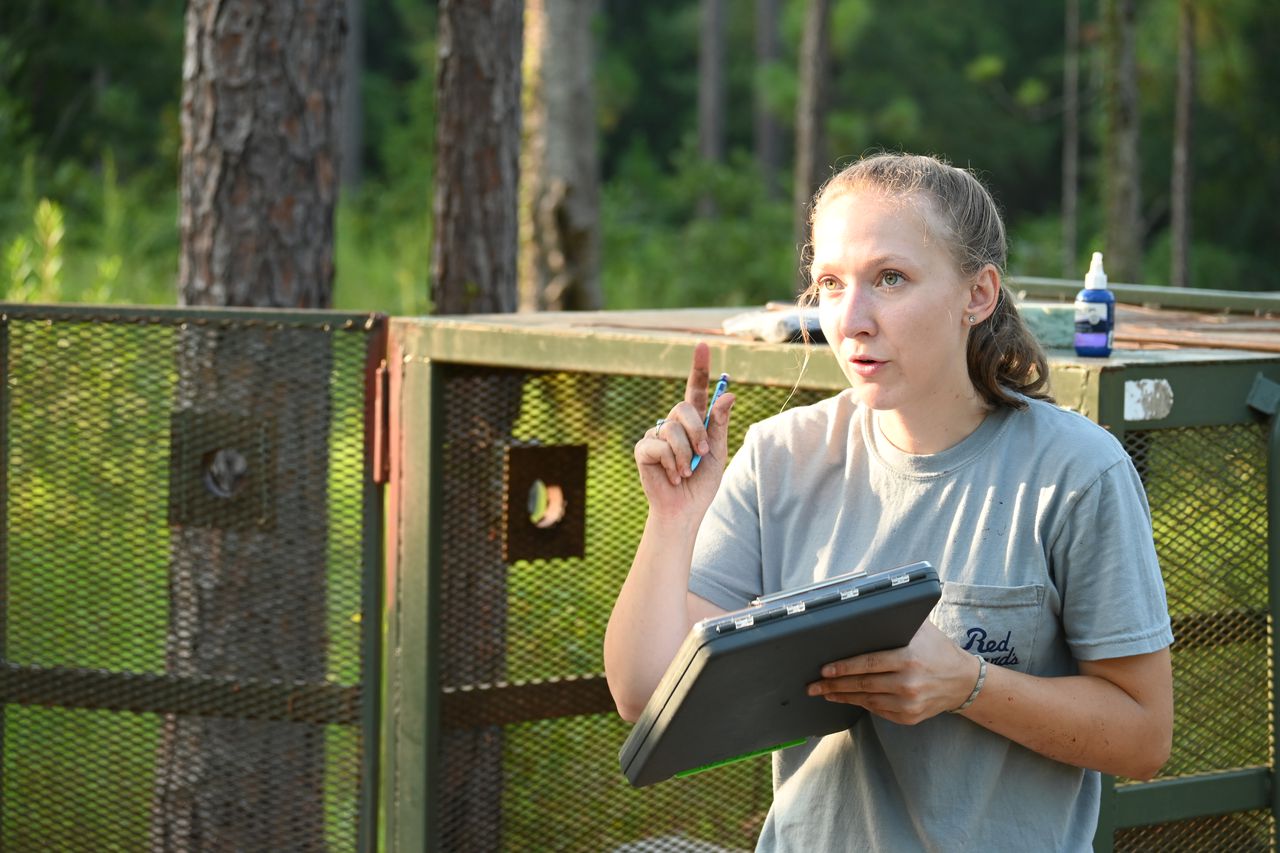 How researchers are helping to save and grow the black bear population in Alabama