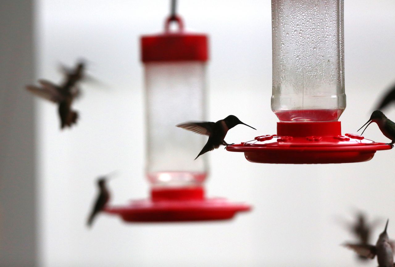 How to feed hummingbirds without attracting wasps and bees