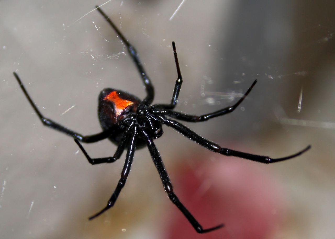 How to protect yourself from the black widow, Americaâs most venomous spider