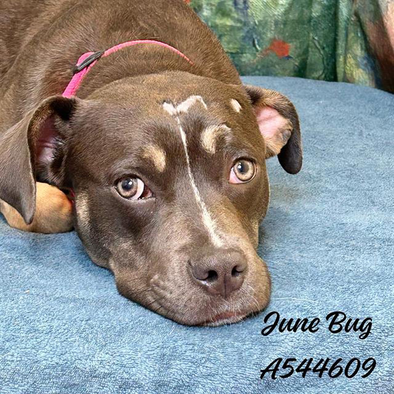 Huntsville Animal Services seeks to âClear the Shelterâ in August