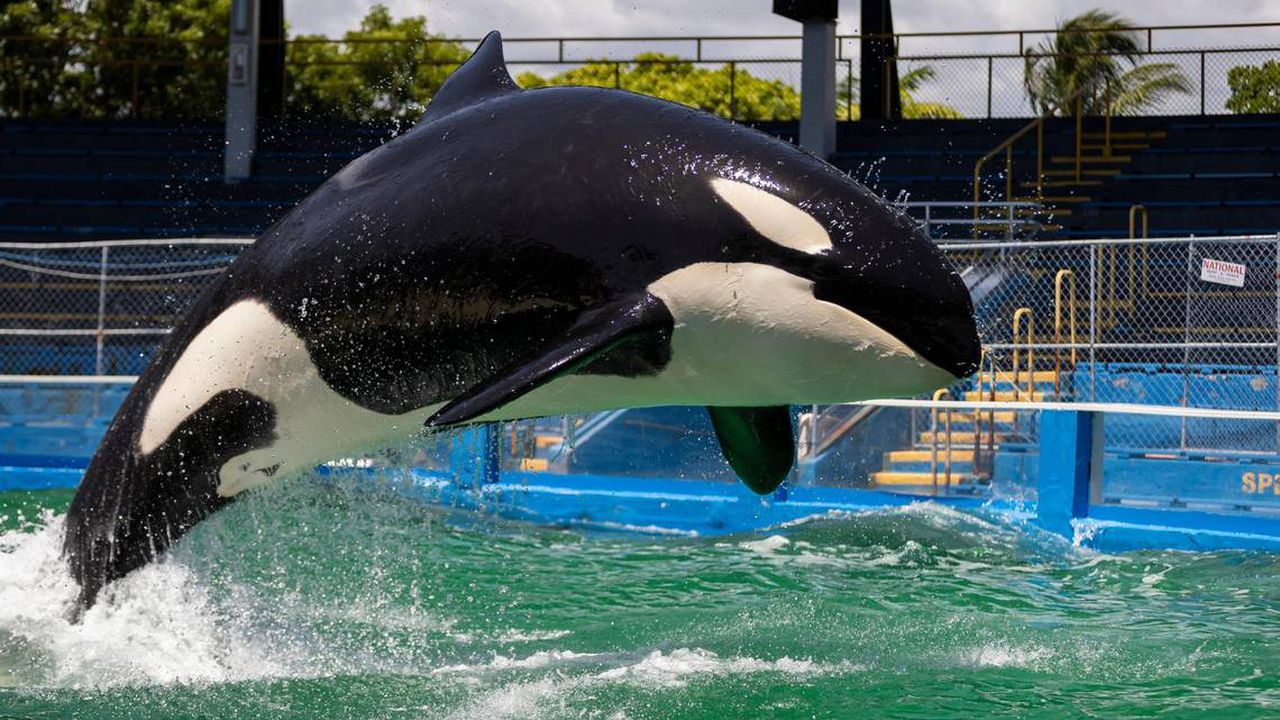 Lolita, beloved Miami Seaquarium orca for more than 50 years, died âwithout being freeâ