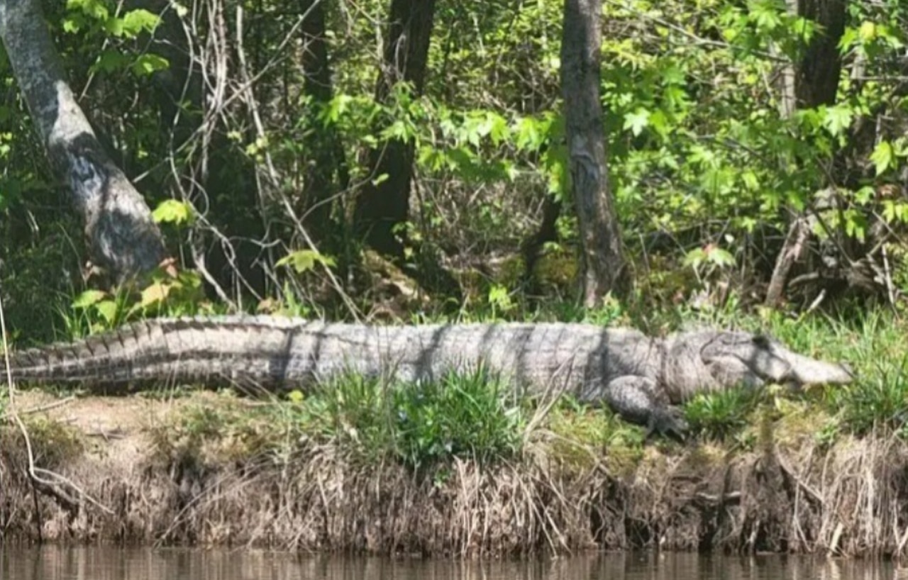 Massive alligator captured in Mississippi is new state record; âNightmare materialâ