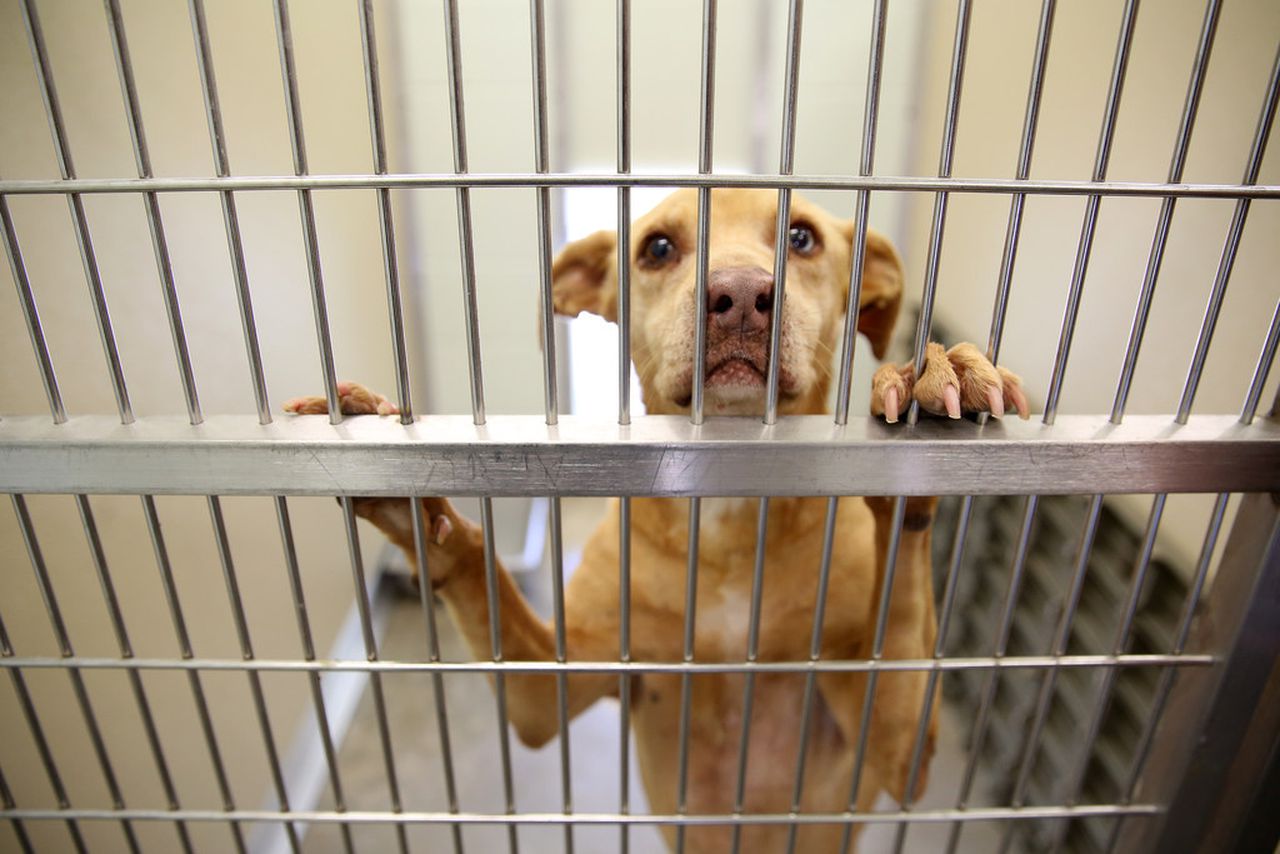 Mobile animal rescues try to âclear the sheltersâ amid rising numbers