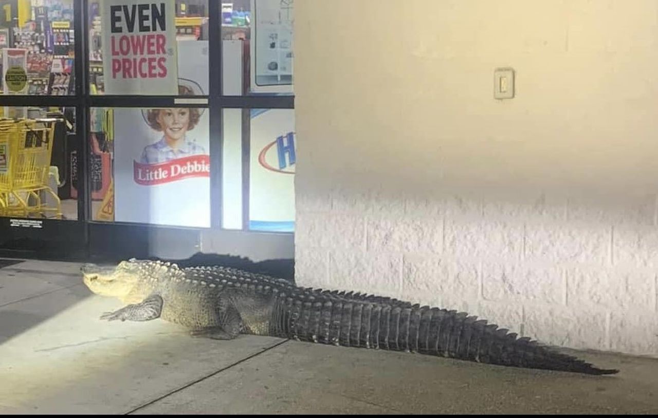 New greeter? Photo shows large gator parked outside Louisiana Dollar General