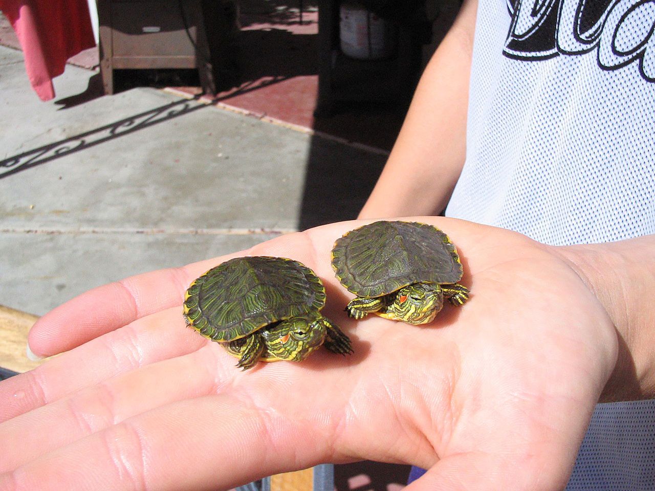 Pet turtles linked to salmonella outbreak in 11 states