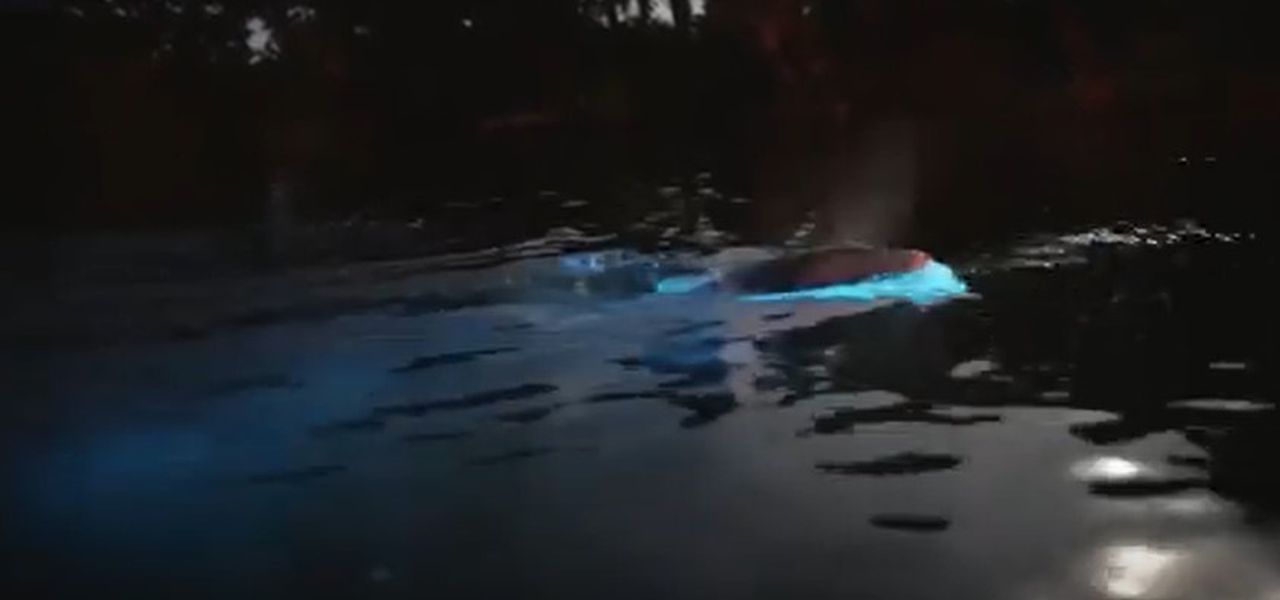 Watch a Florida kayakerâs interaction with a âglowingâ dolphin