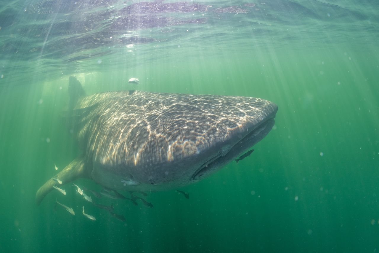 Whale shark in Gulf of Mexico