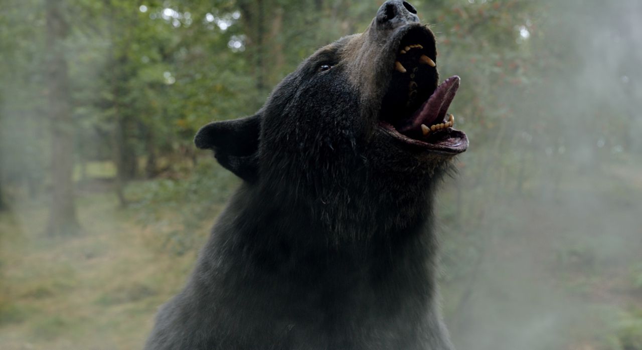 Bear meets cocaine