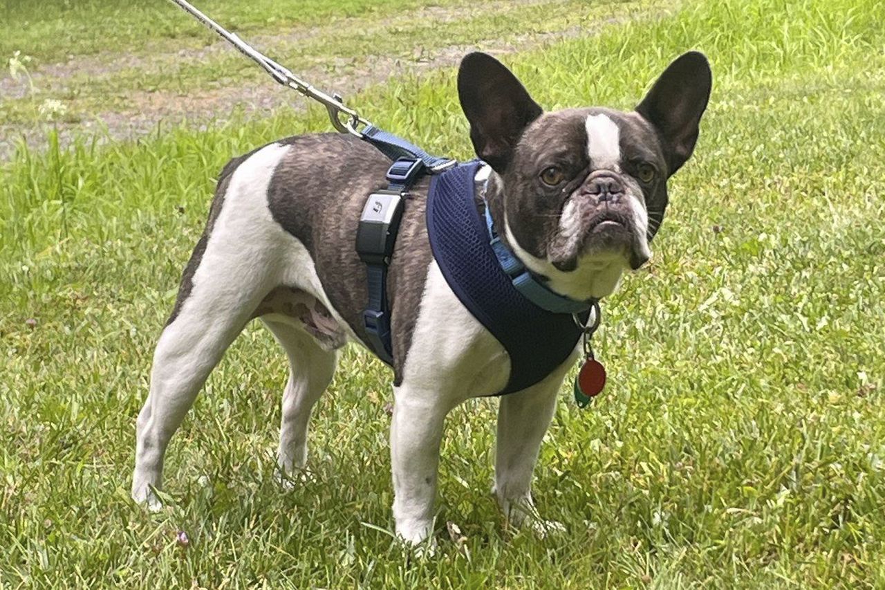 Woman abandons bulldog at Pennsylvania airport before flying to Mexican resort, officials say