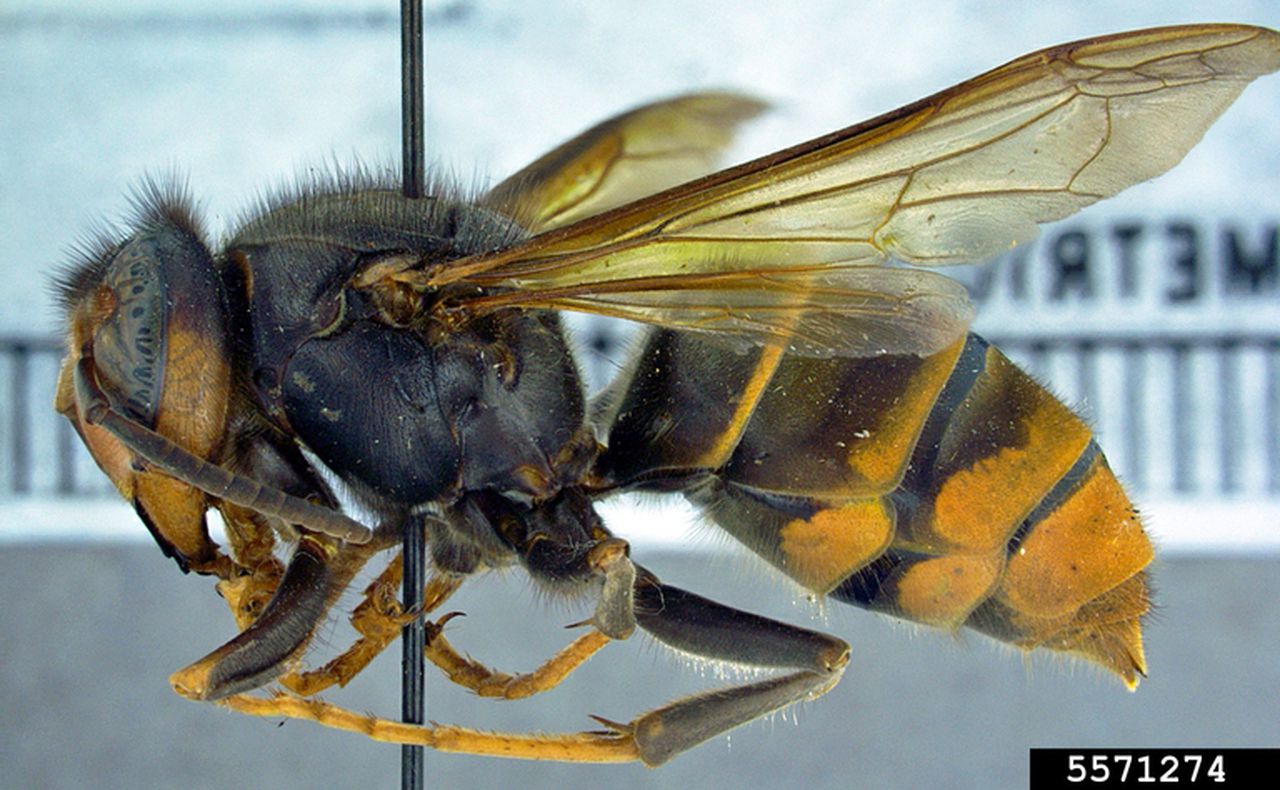 Yellow-legged hornets seen in Georgia may threaten Alabamaâs honeybees