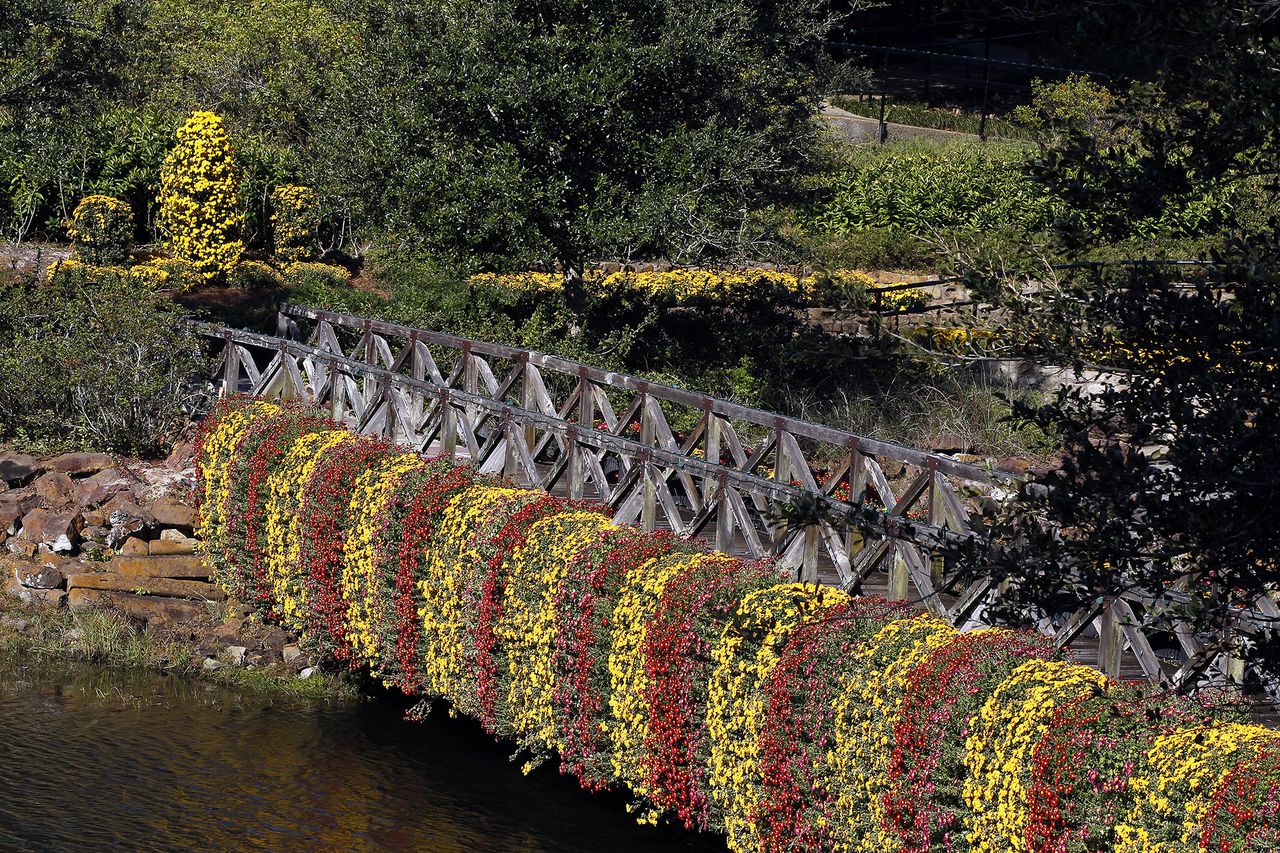 Cascading Chrysanthemums