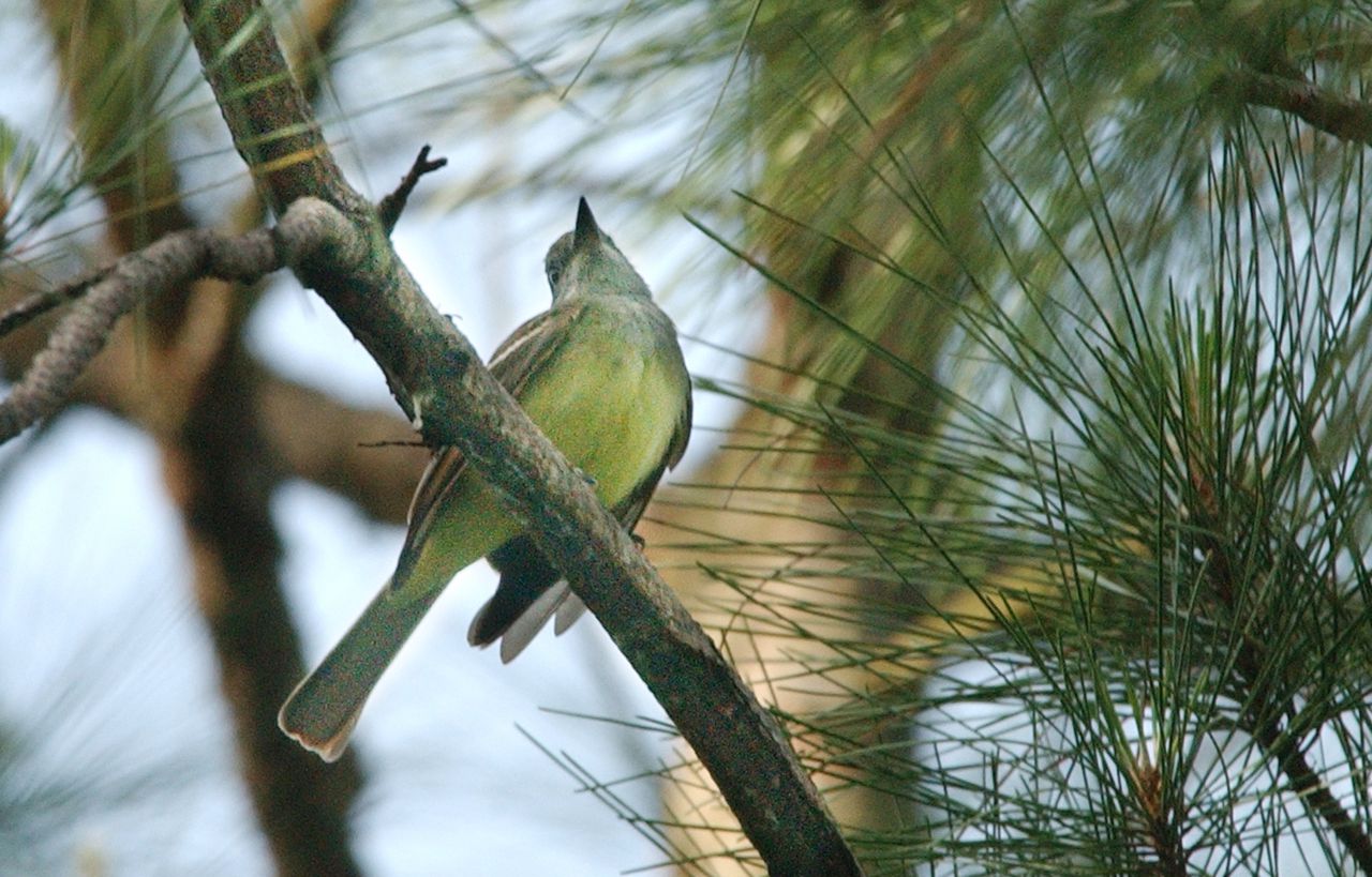 Dauphin Island Audubon Bird Sanctuary