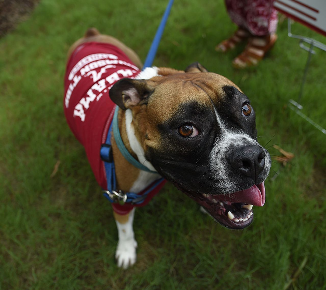 Alabama gameday dogs