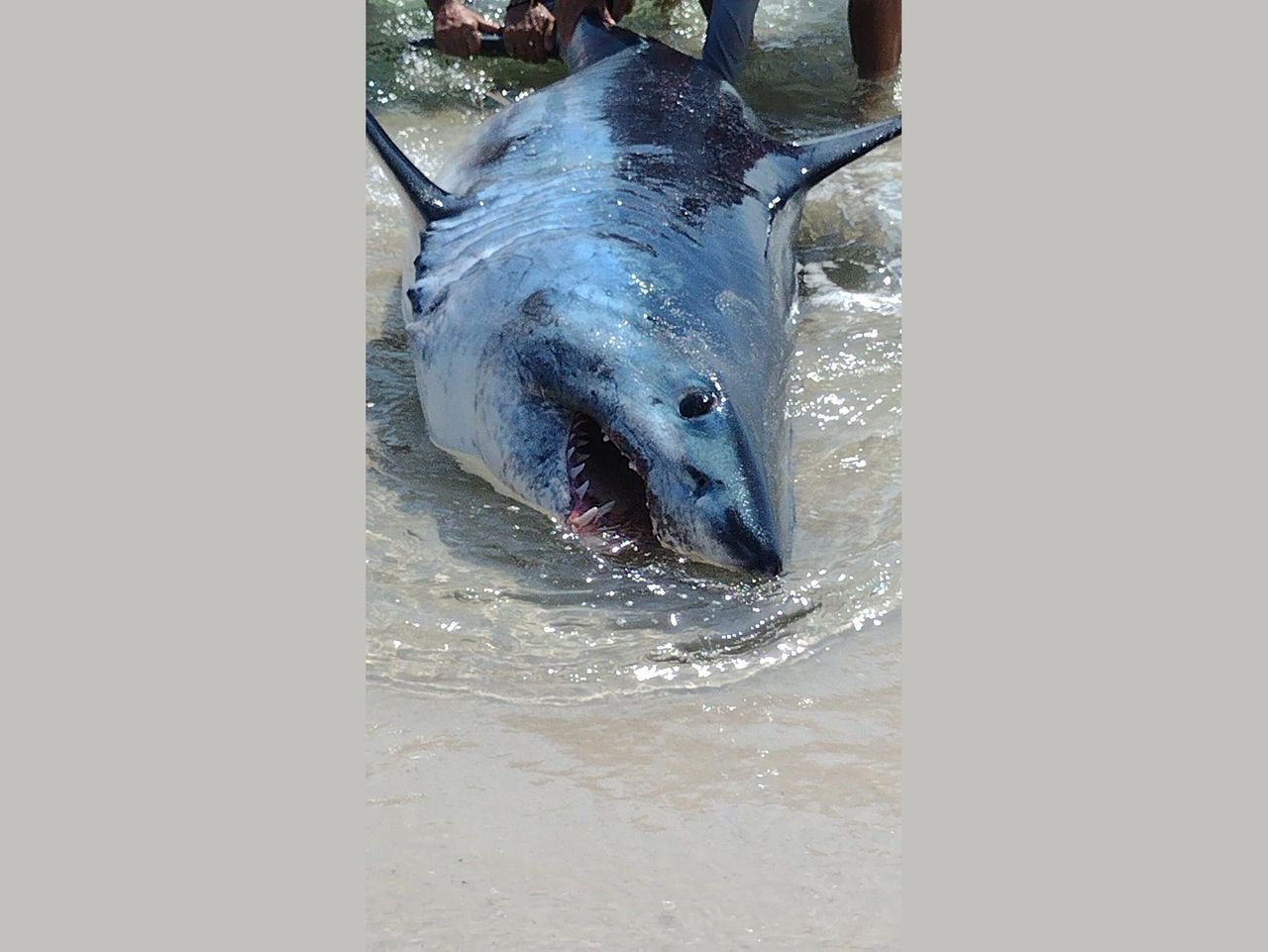 âLook at them freakinâ teeth!â Beached shark rescued on the Gulf