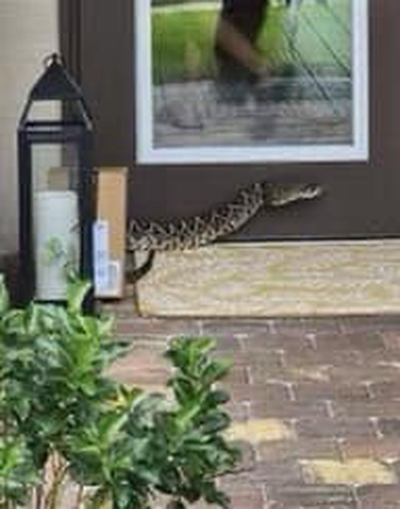 Amazon driver bitten by rattlesnake on Florida front porch in âvery serious conditionâ