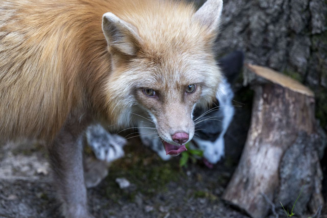 Another animal in Alabama tests positive for rabies