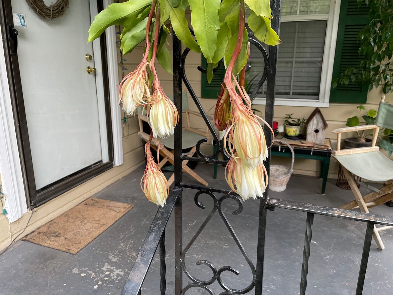 Archibald: This flower opened, died, and left a mark