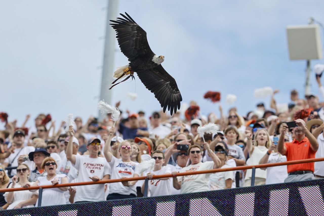 Auburnâs eagle Independence flies at Philadelphia Eagles game