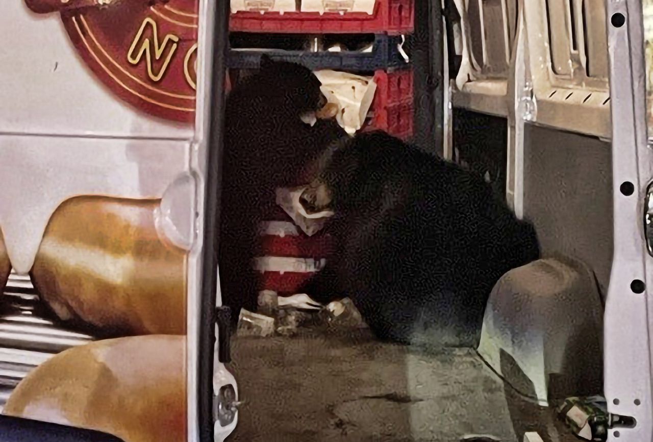 Bears raid Krispy Kreme van outside Alaska convenience store: âThey donât even careâ