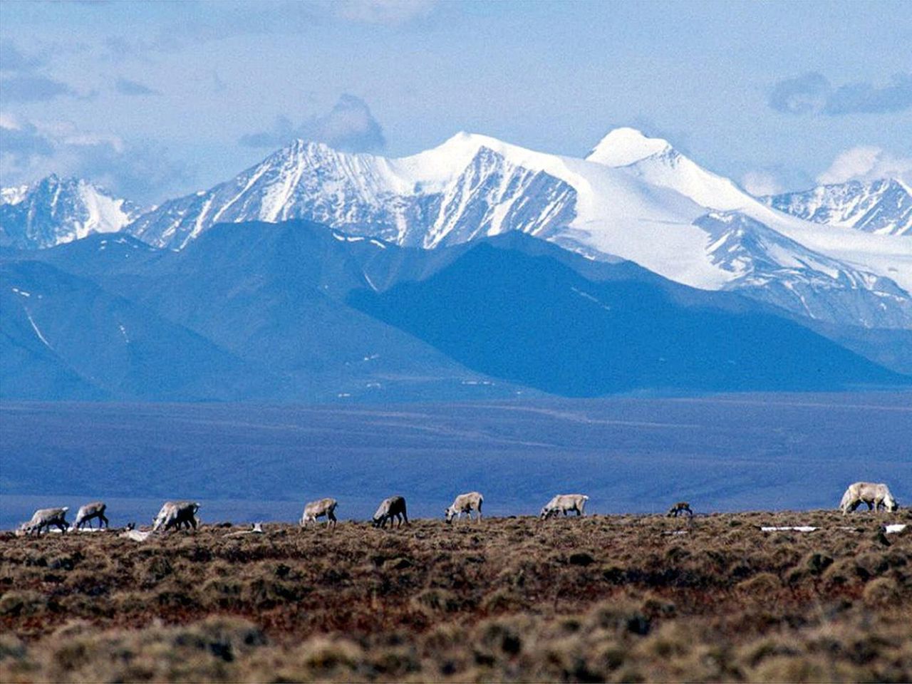 Biden administration cancels remaining oil and gas leases in Alaskaâs Arctic Refuge