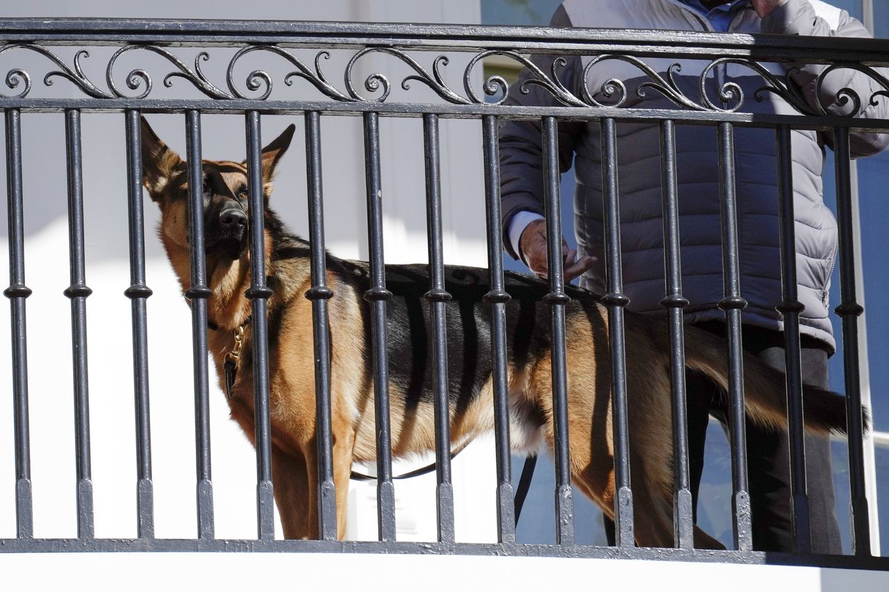 Bidenâs dog Commander bites 11th Secret Service agent
