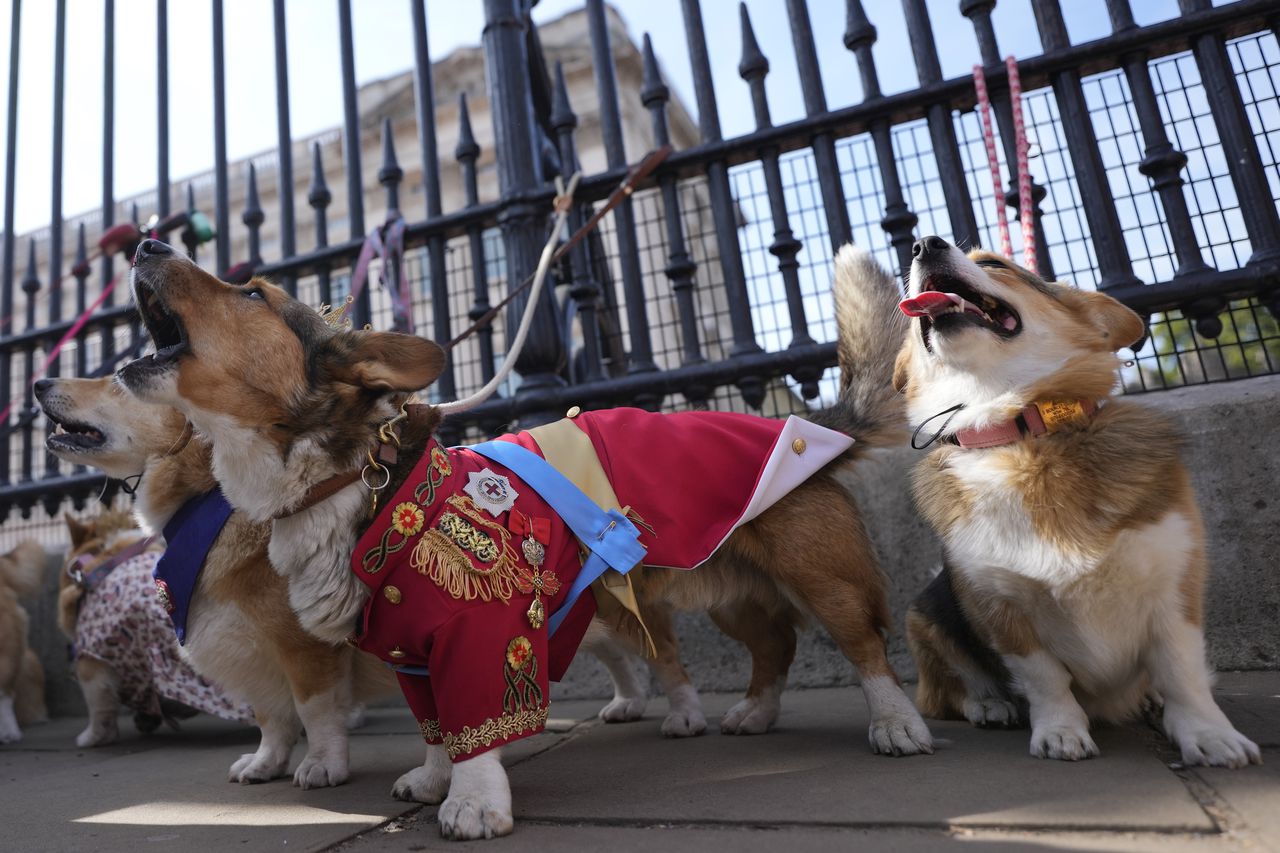 Corgis parade past Buckingham Palace in honor of Queen Elizabeth II