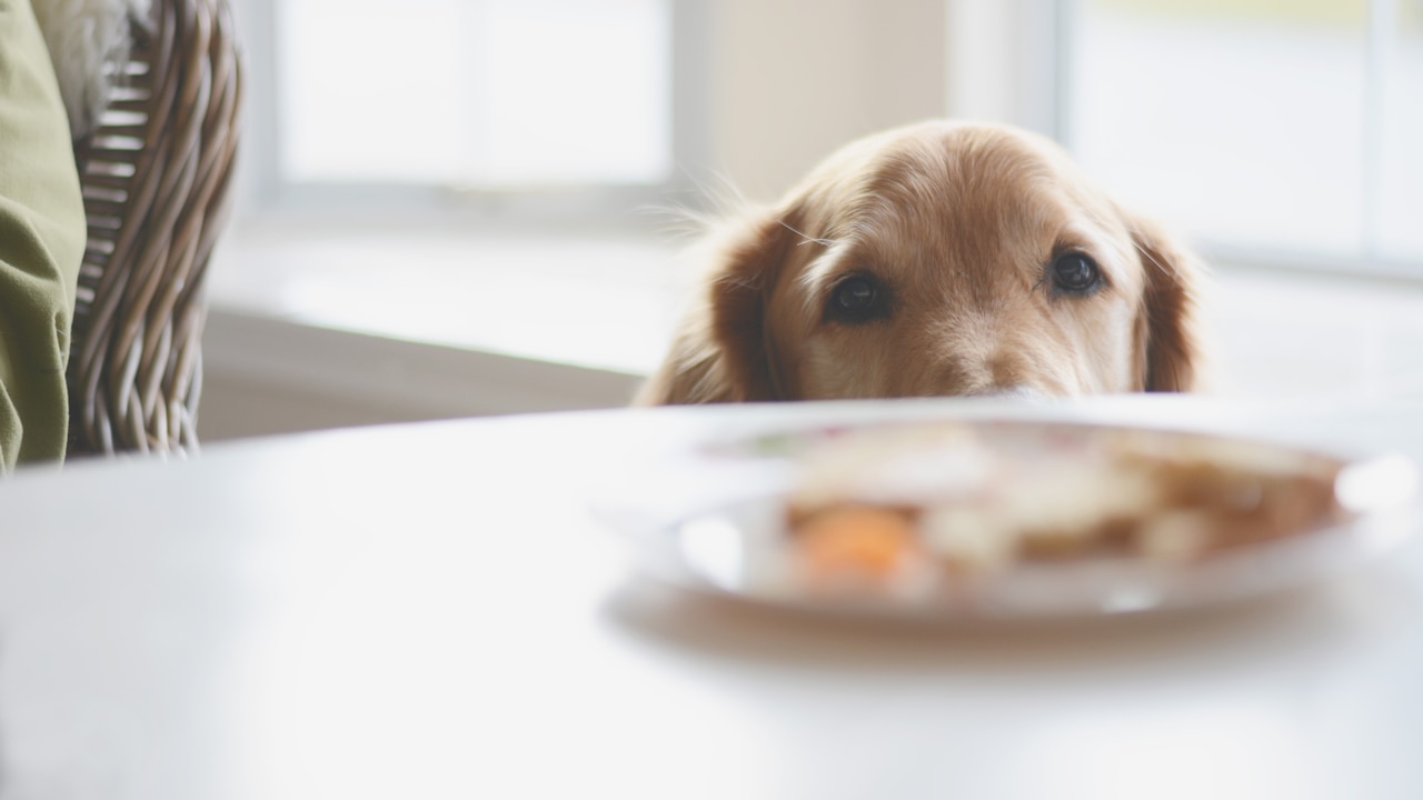 Dear Abby: Future father-in-law wonât stop feeding our dog table scraps