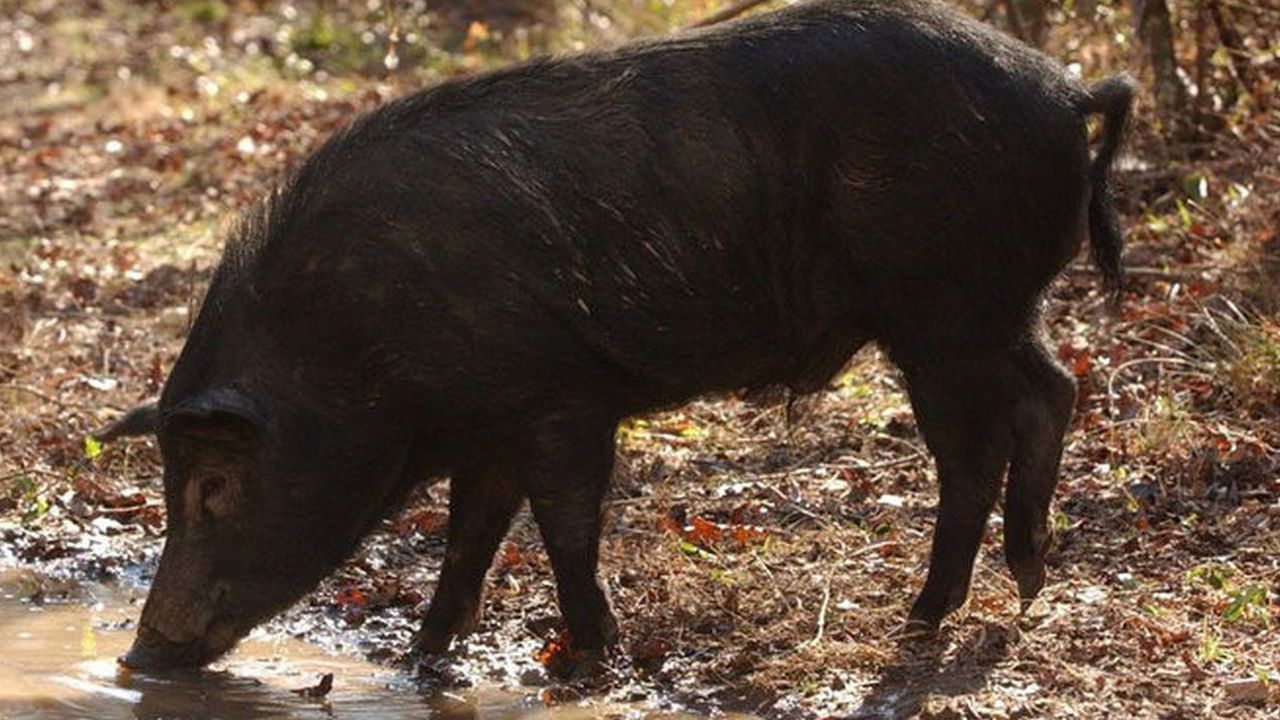 Feral hogs rooting up trouble for Alfa, Forever Wild Land Trust