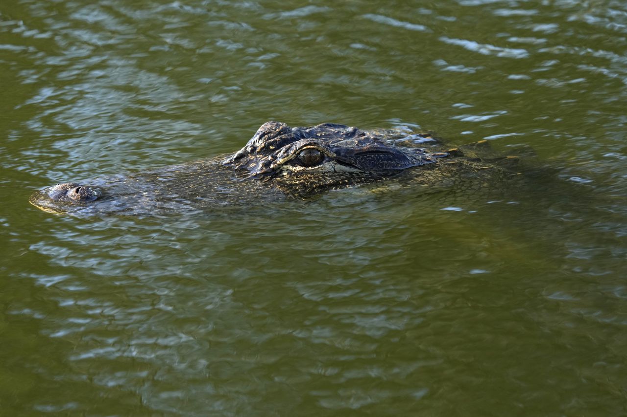 Florida authorities kill nearly record-setting alligator that âclampedâ woman in its mouth