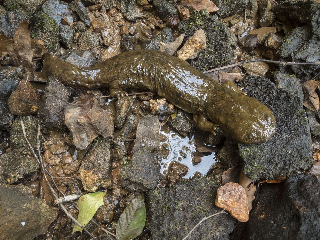 Hellbender salamander in Alabama could get endangered status after judgeâs ruling