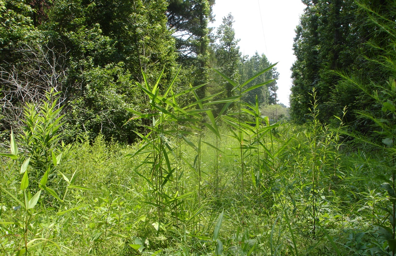 Hereâs something else Alabama is No. 1 in - native species of bamboo