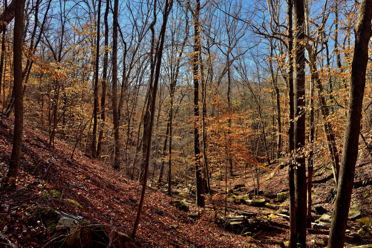 Autumn Colors During Winter In Ozark National Forest