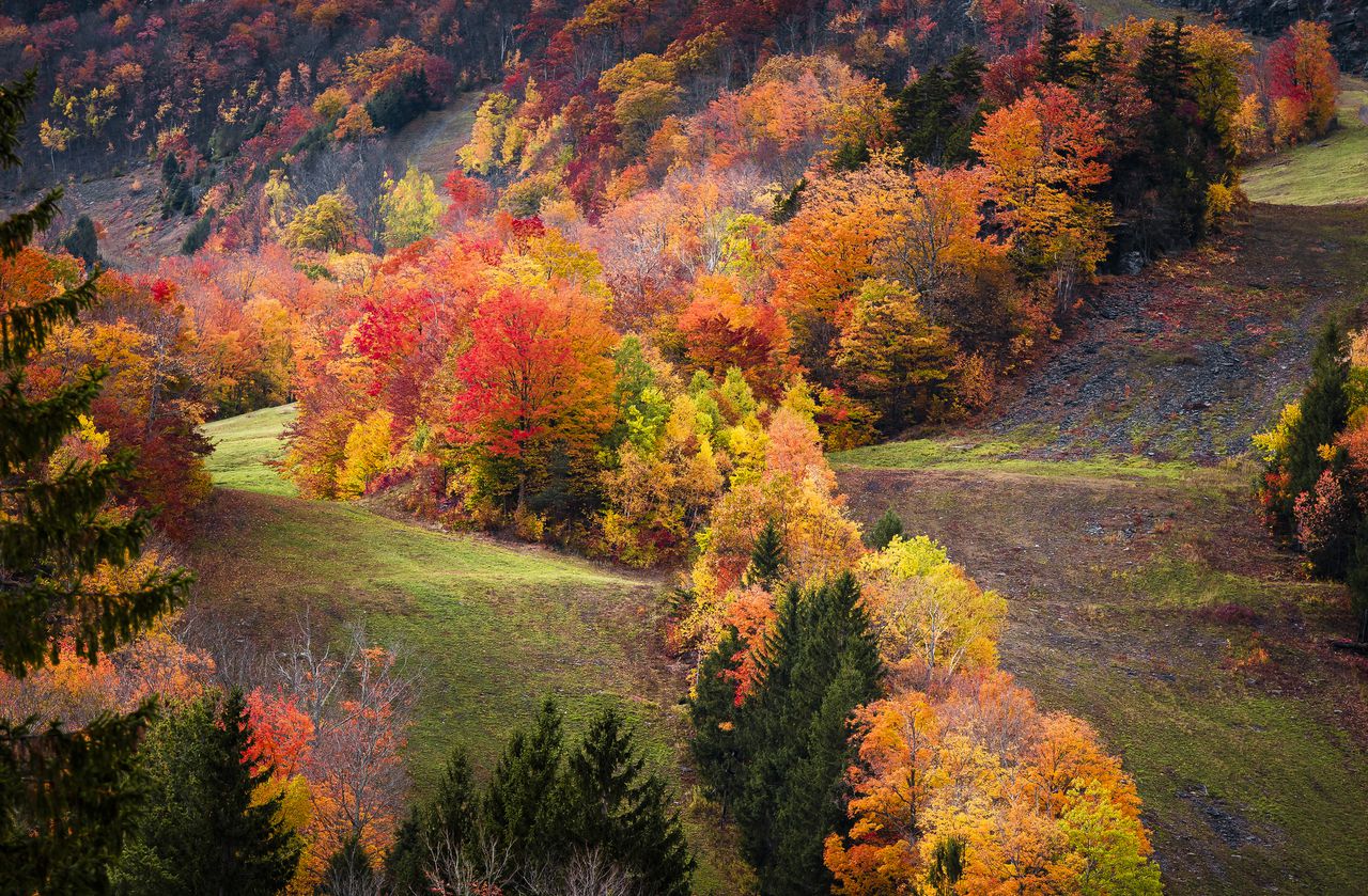 Trees in forest during autumn,Catskill Mountains,United States,USA